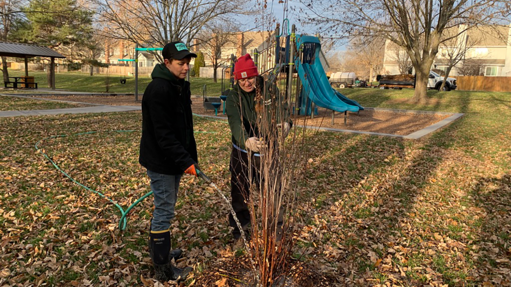 Two staff members water and care for a tree at a City park.