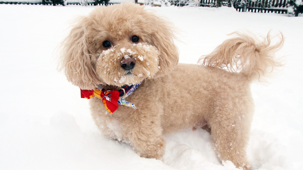 A small, fluffy dog stands in a snowy backyard.