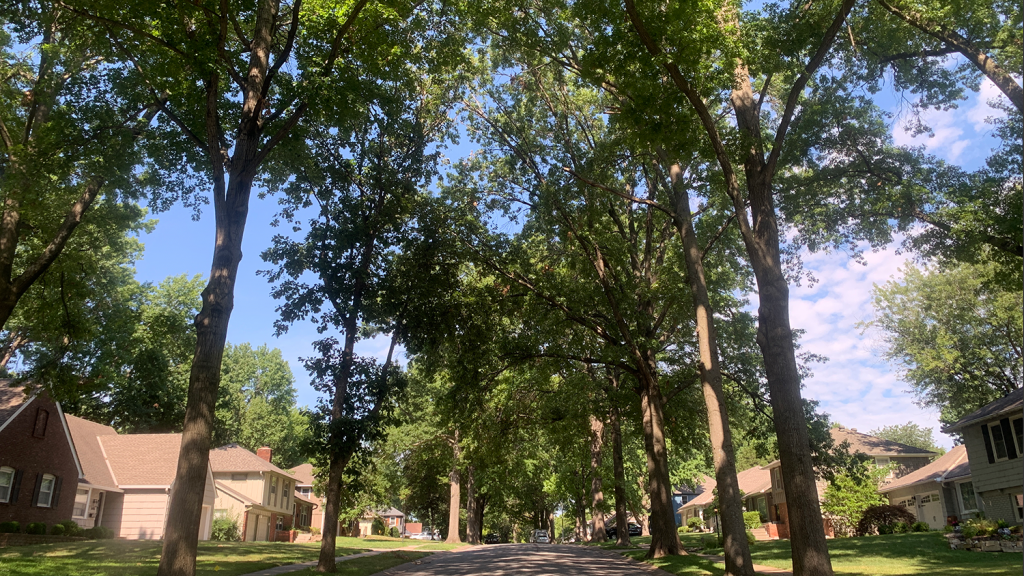 Mature trees line a neighborhood street on a sunny day.